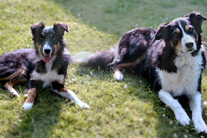 Border Collies tricolour