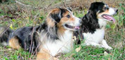 Border Collies Merlin und Whisky