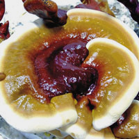 PilzReishi