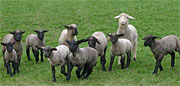 Schafe von Foto-Mike